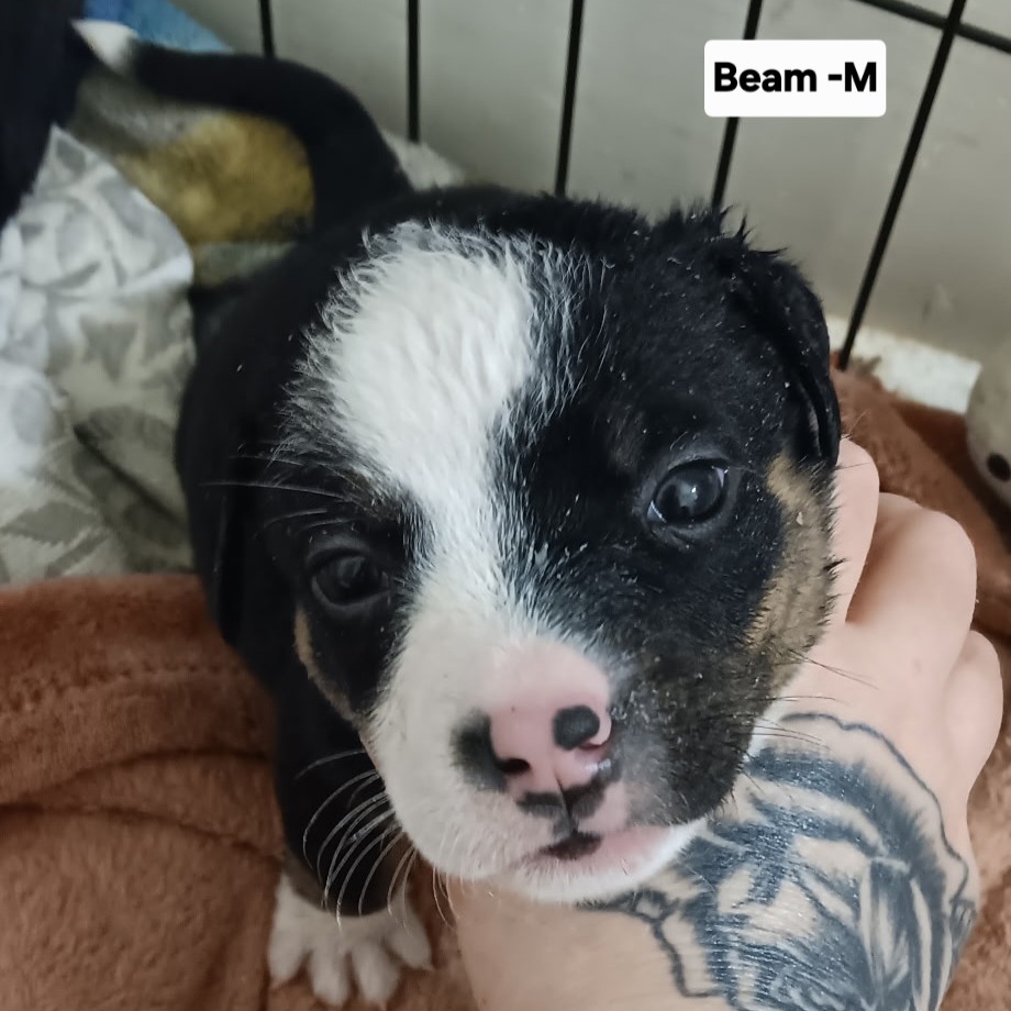 Beam