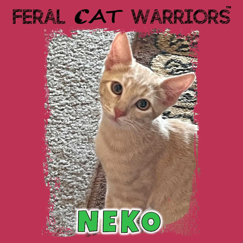 Neko