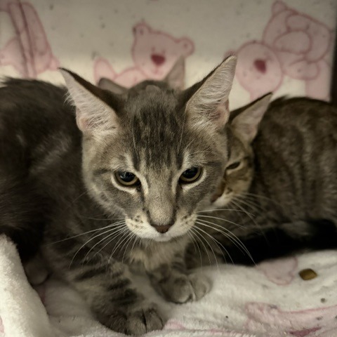 HUEY - Domestic Medium Hair available for adoption