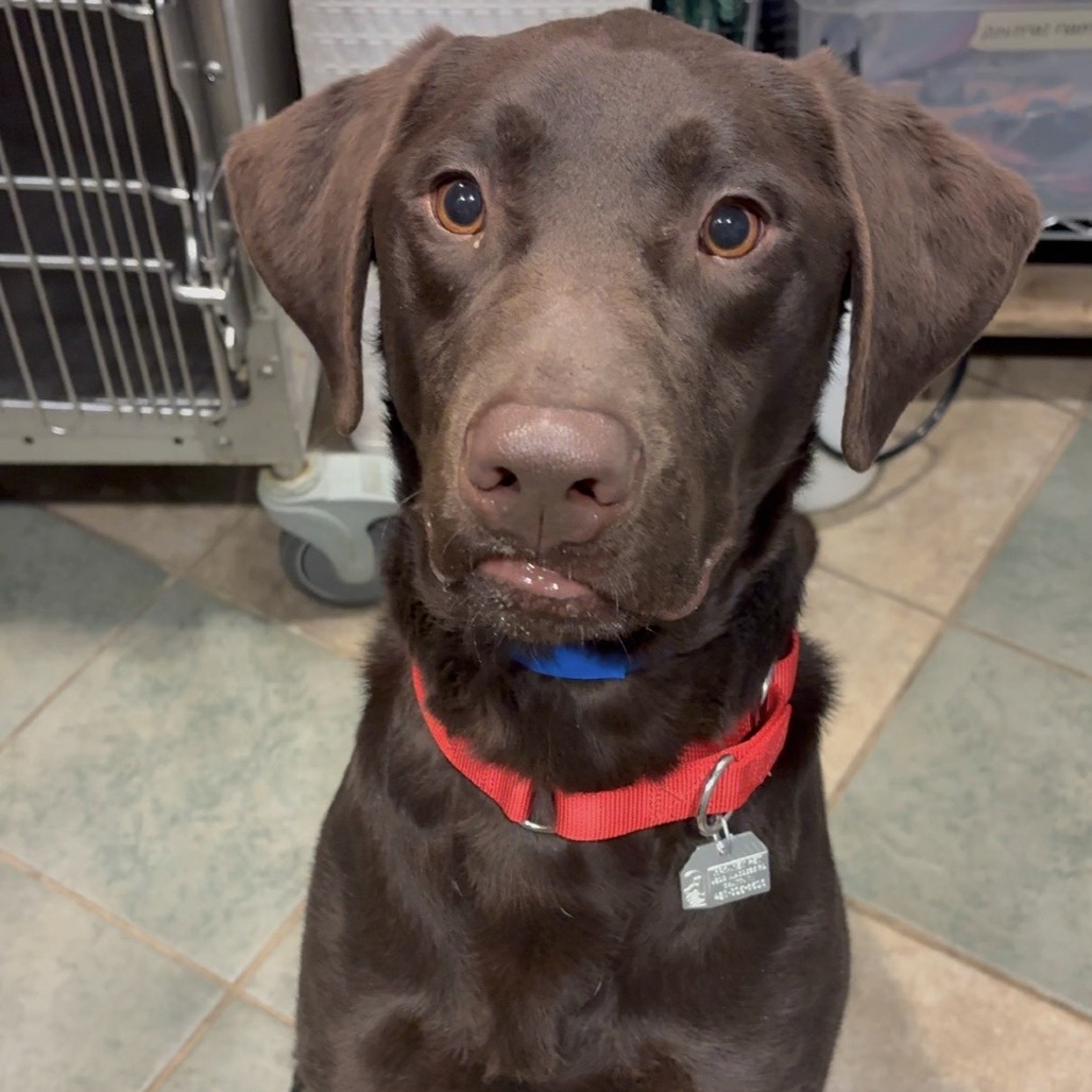 Homer — thumbnail 4