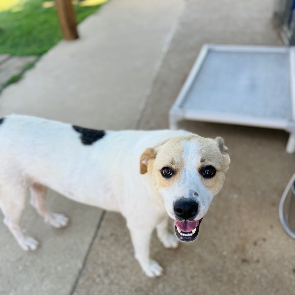 Marigold — thumbnail 5