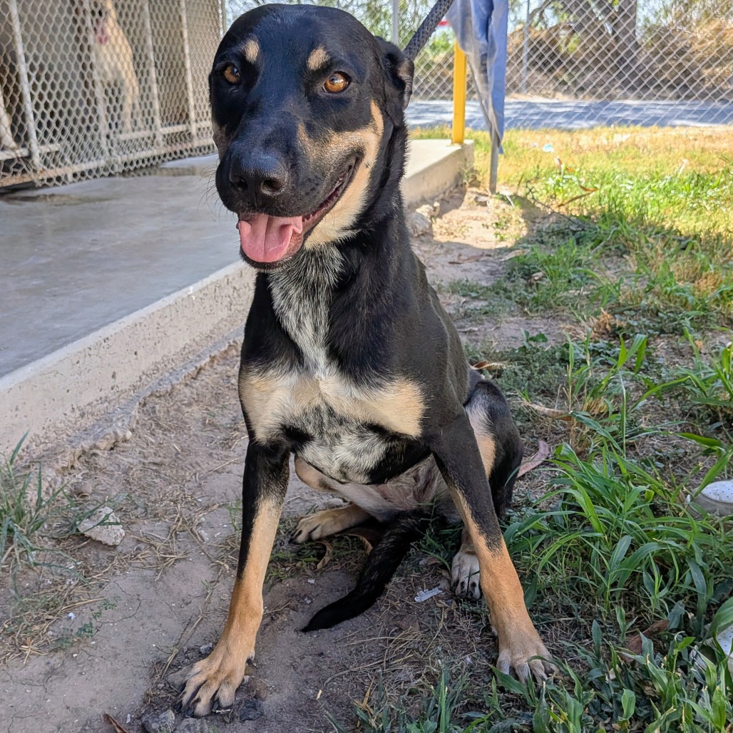NABOO - Shepherd available for adoption