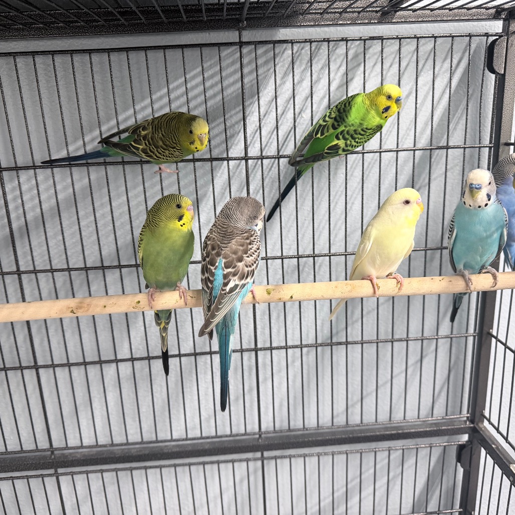 PARAKEET 1 - Unknown available for adoption
