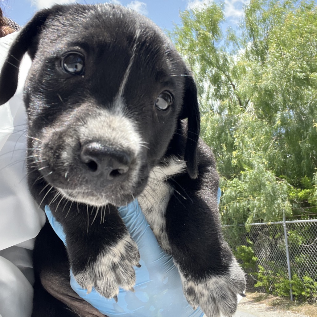 PEACHES (ANGEL) - Retriever, Black Labrador / Collie available for adoption