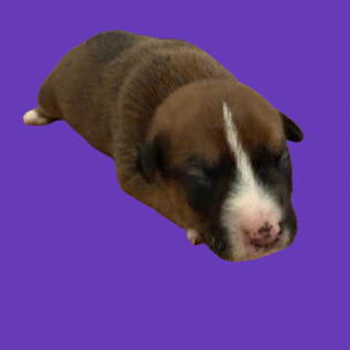 Tusc Stray 83159 2 3 4 5 6