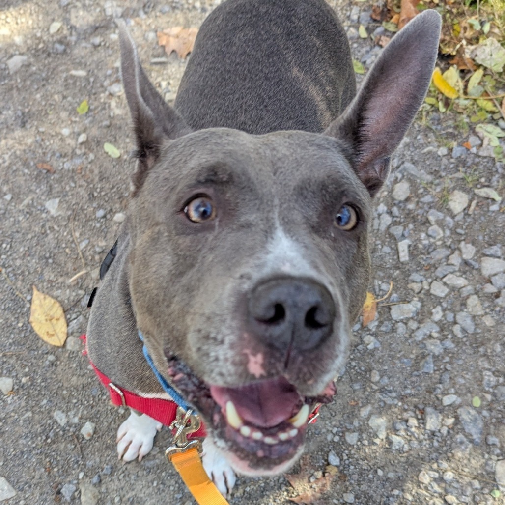 Photo of King Beetle 27