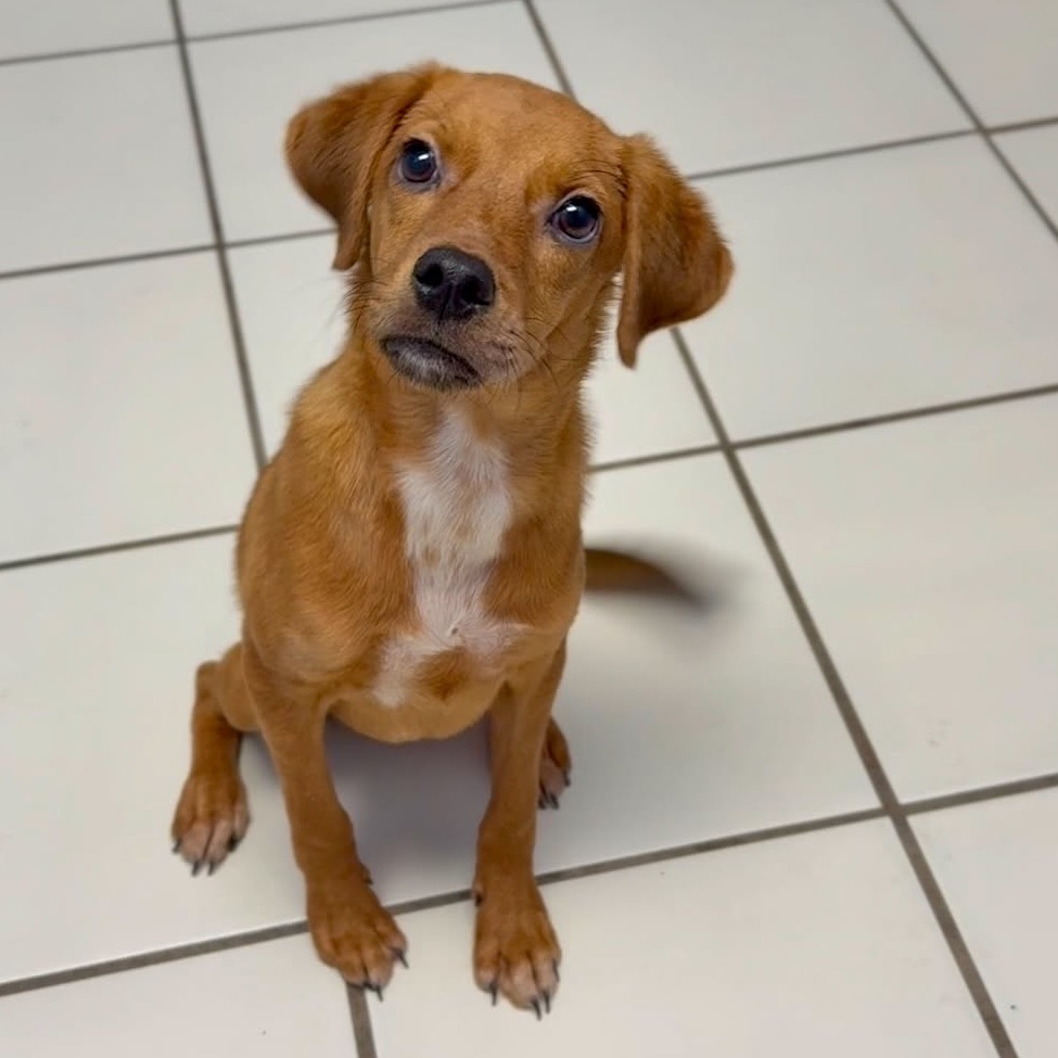 SILAS - Mixed Breed (Small) available for adoption