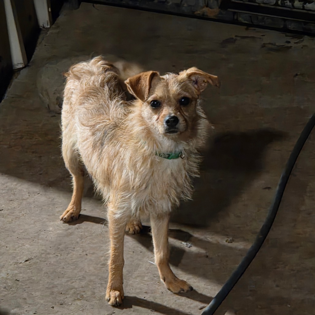 Naga — thumbnail 3