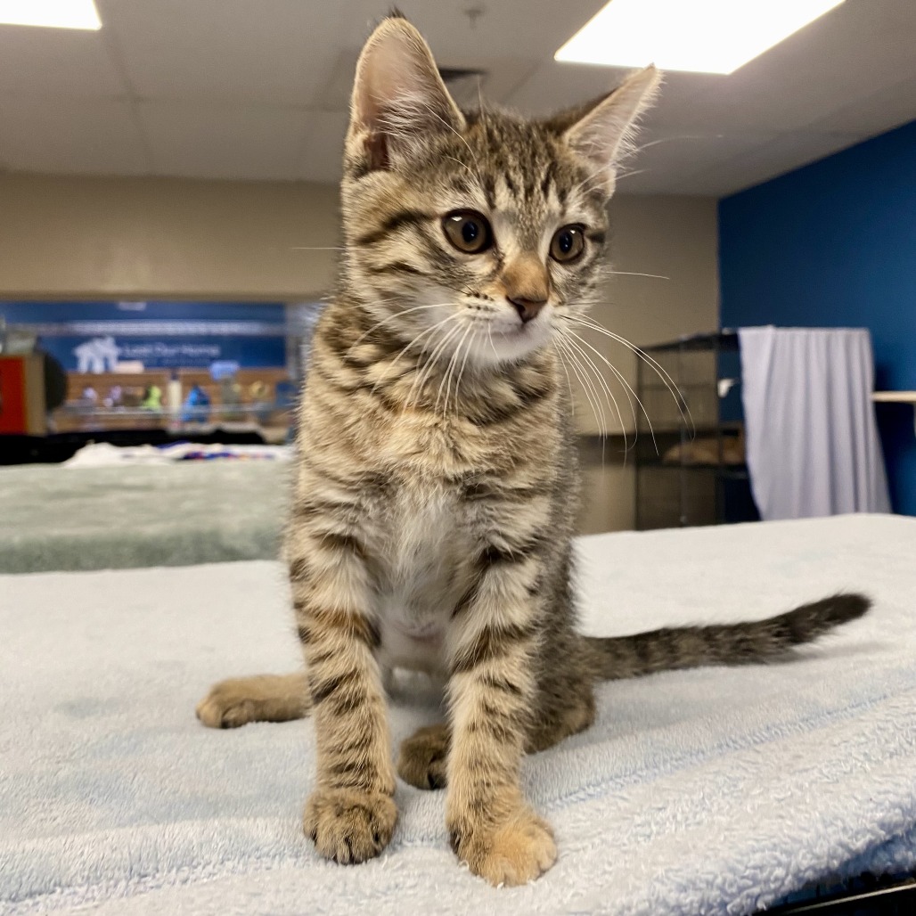 Vera: Female 2 Domestic Shorthair