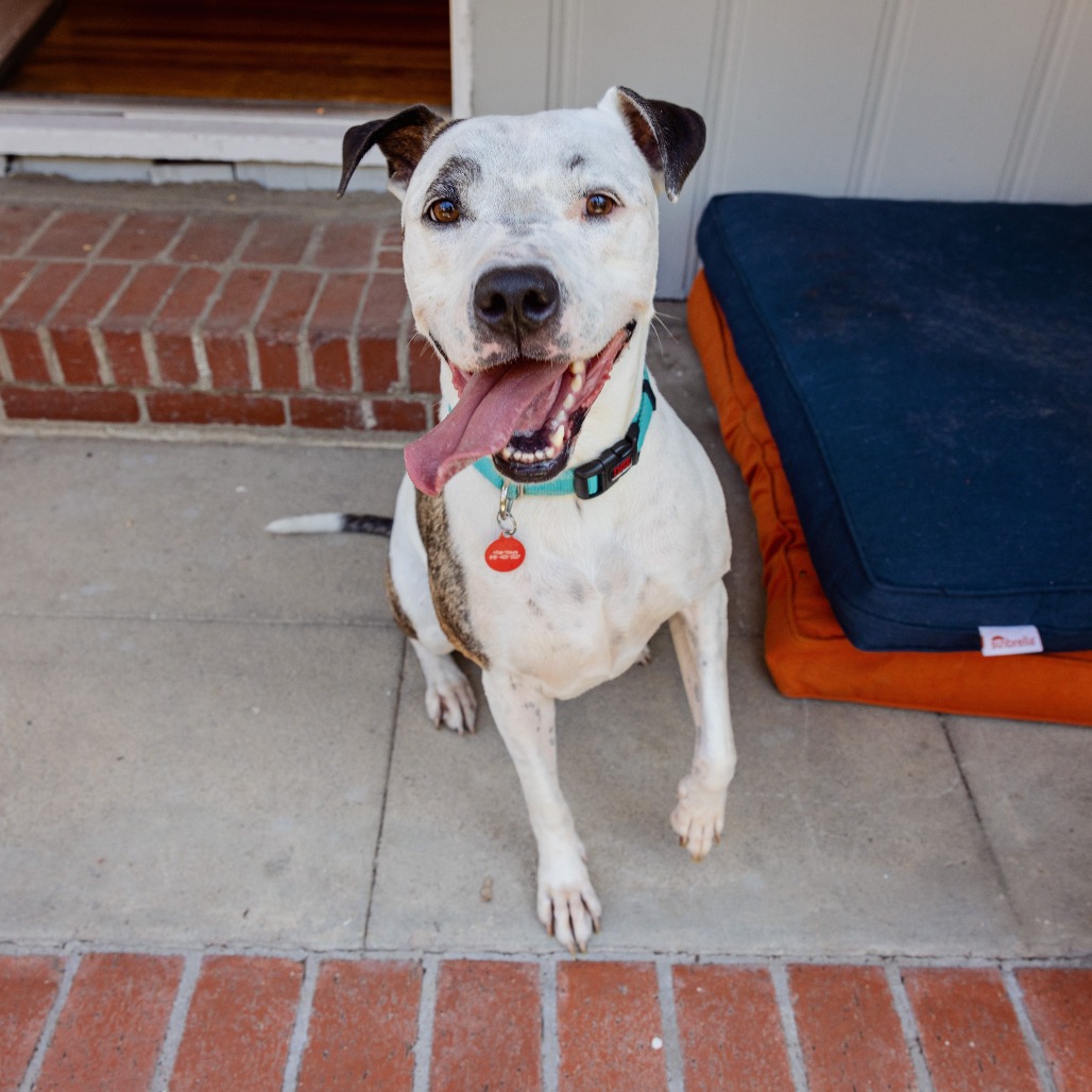 Rudy, photo 30