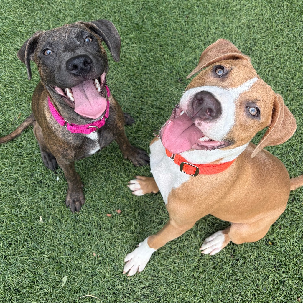 INCLINE - Terrier / American Pit Bull available for adoption