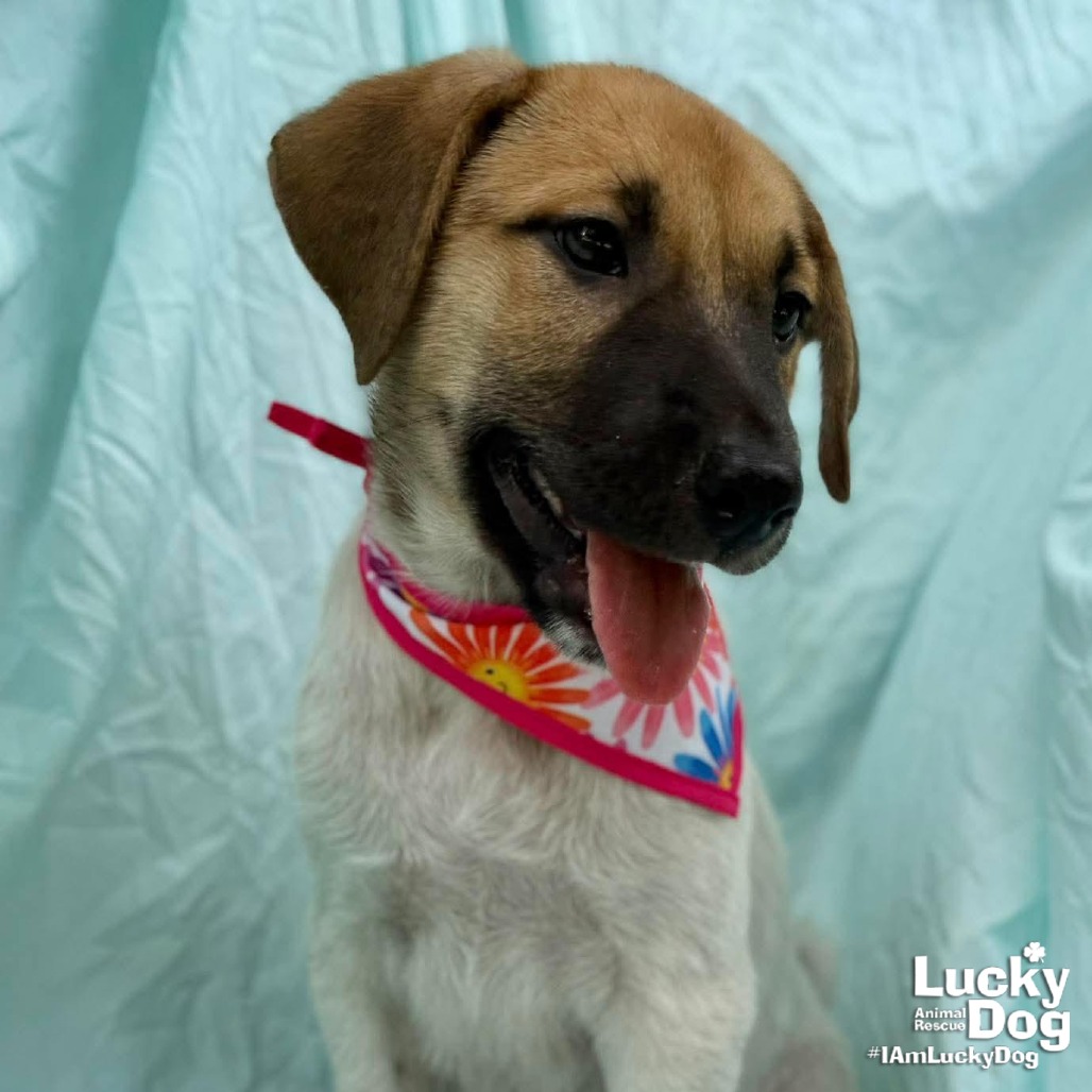 CELINA - Retriever, Labrador / Mix available for adoption