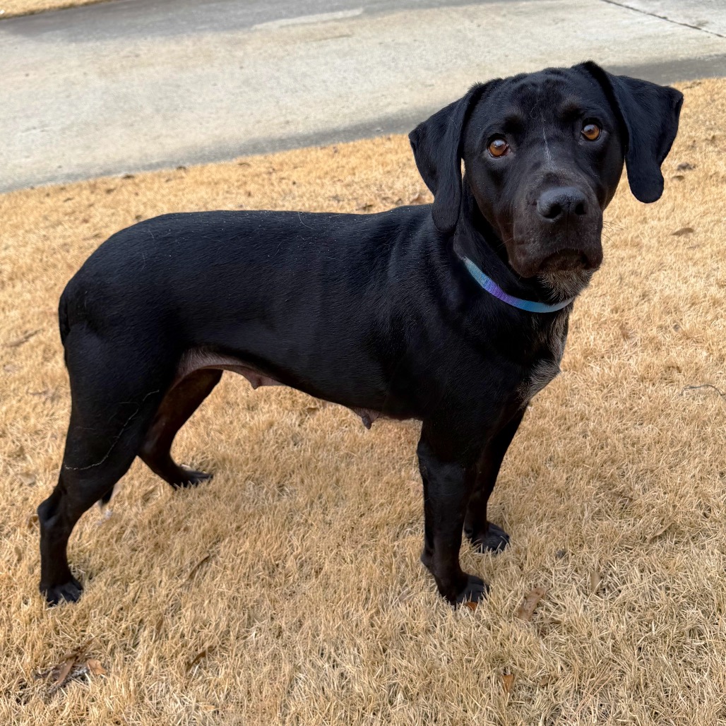 Trix — thumbnail 4