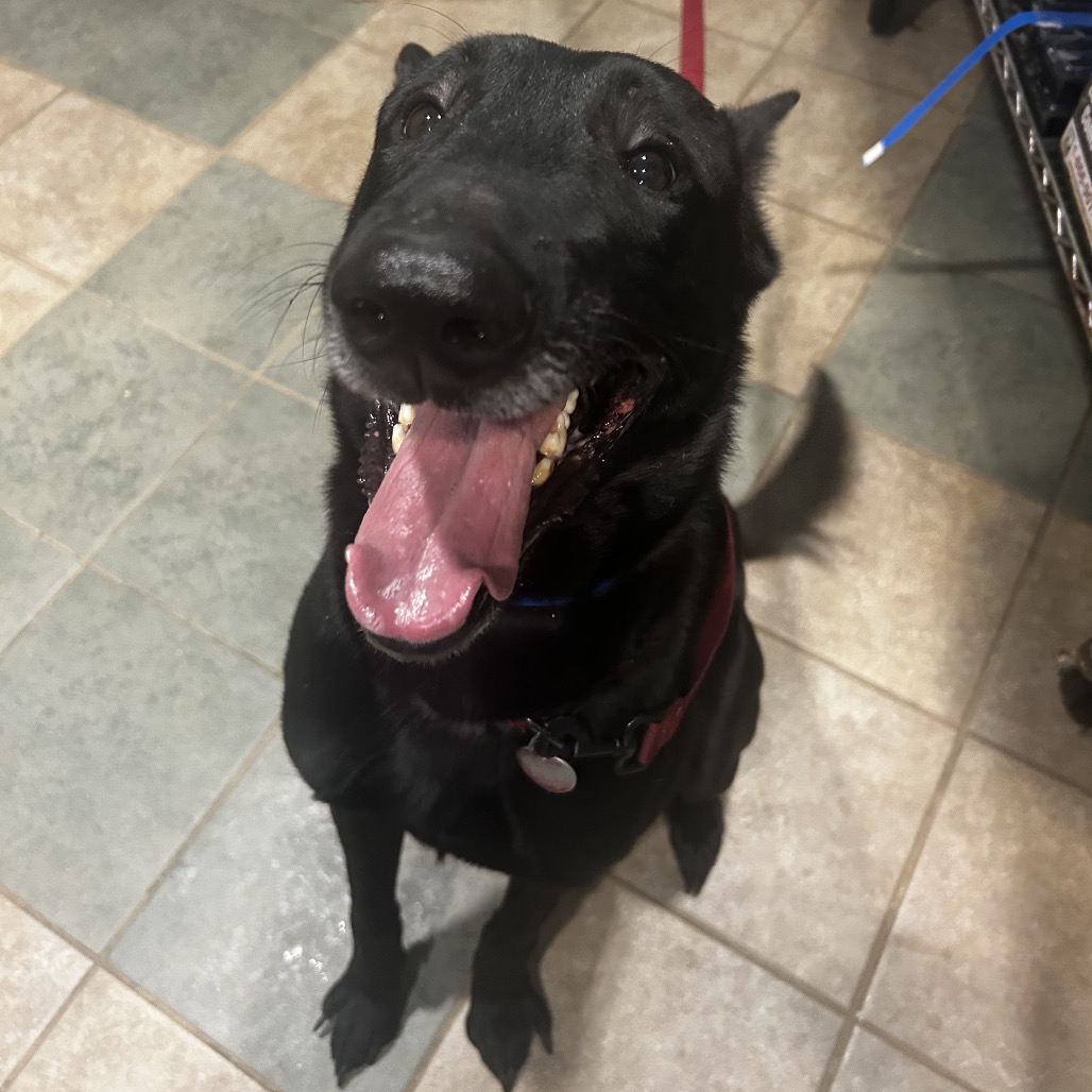 Klaus — thumbnail 3