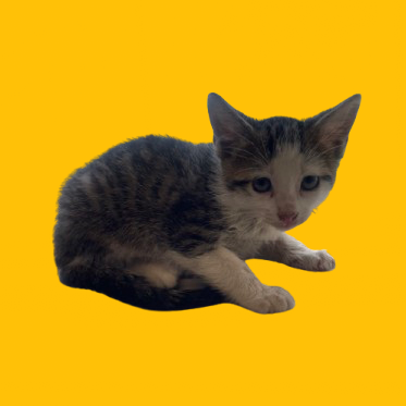 Elvis