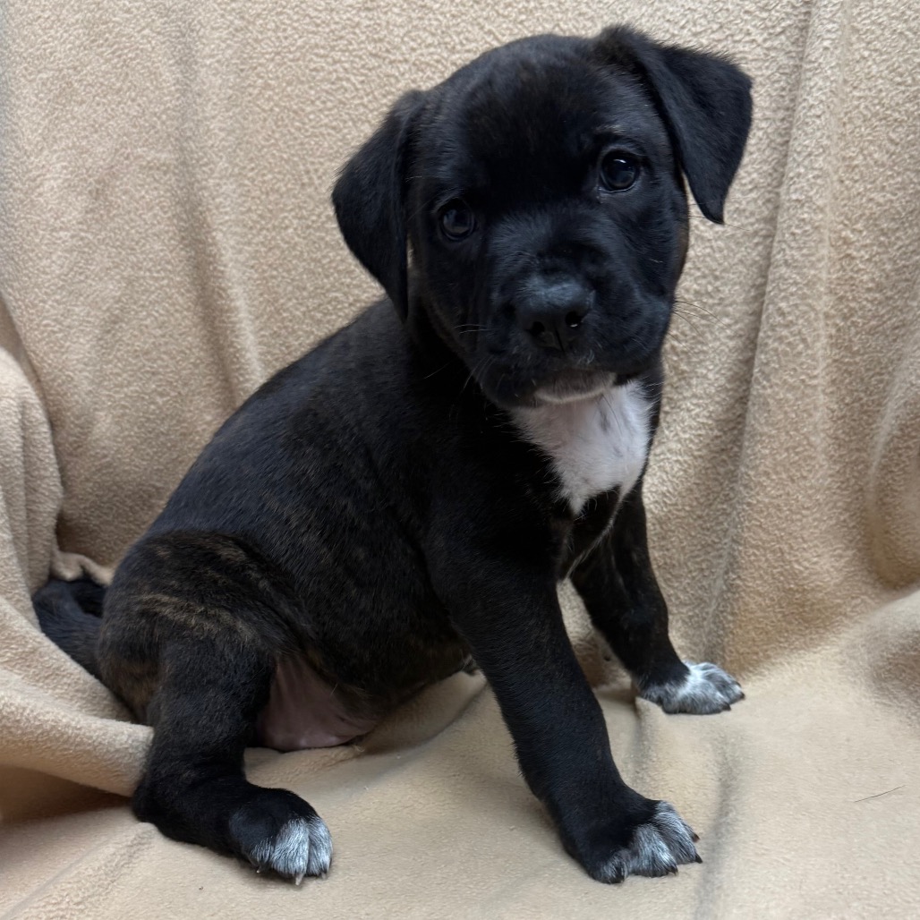 Zeus photo