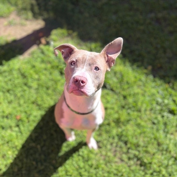 Kennel#2 Chloe's preview photo