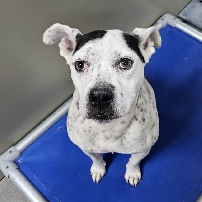 Kennel#28 Mitzy's preview photo