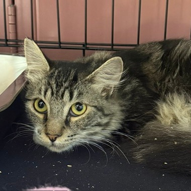 SPUNKO - Domestic Medium Hair available for adoption