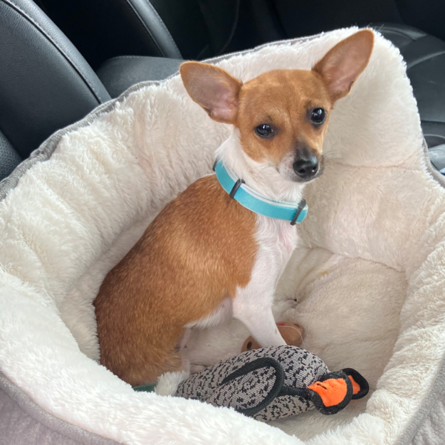 GINGER, photo 10