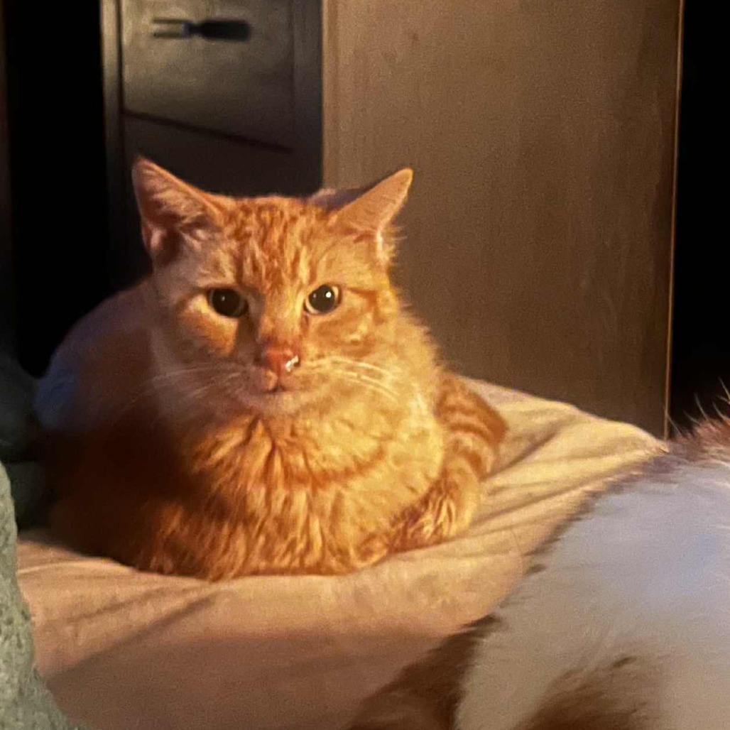 Cluster Pine — thumbnail 3