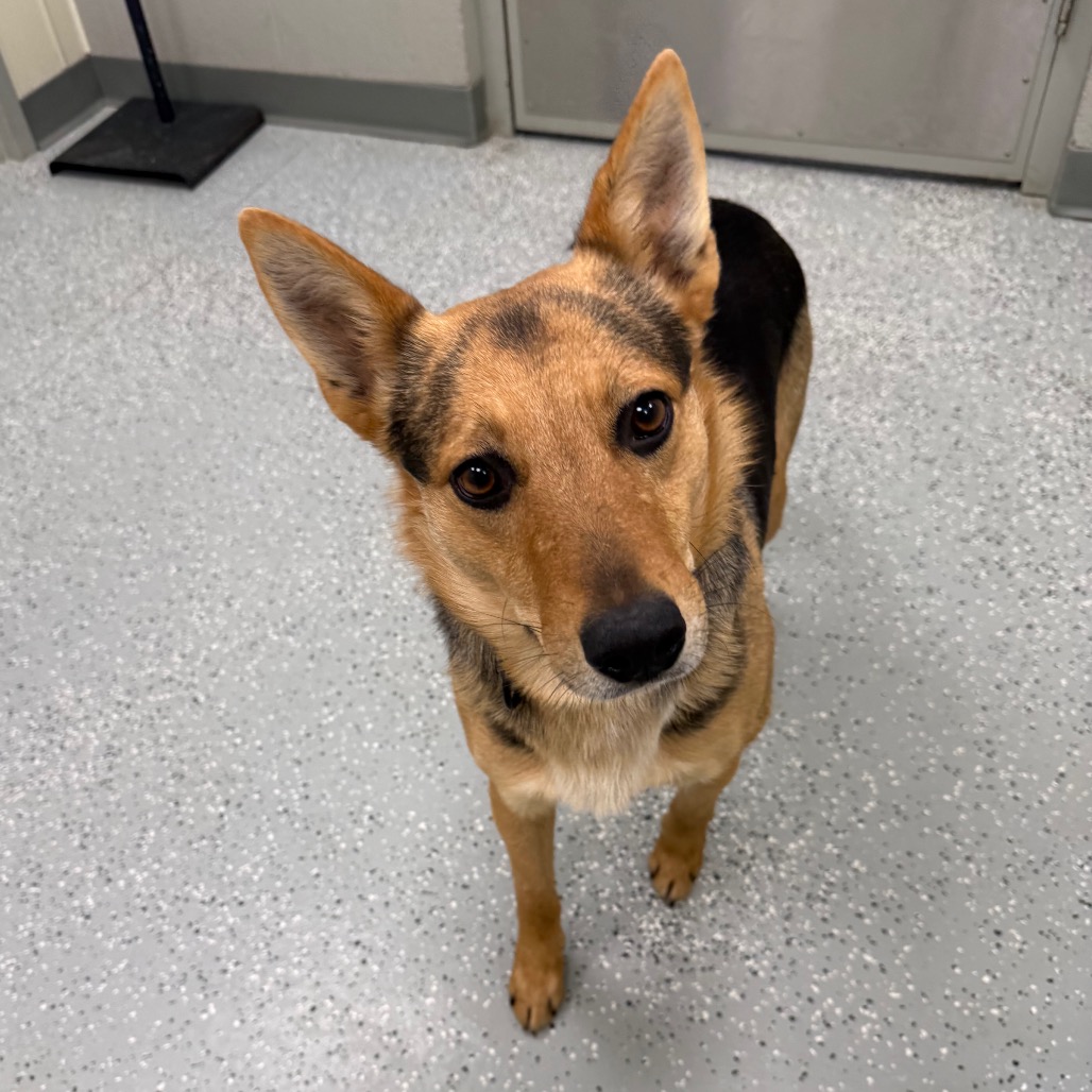 Bandit — thumbnail 4