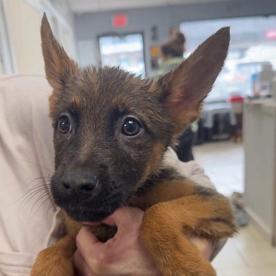 Chai — thumbnail 2