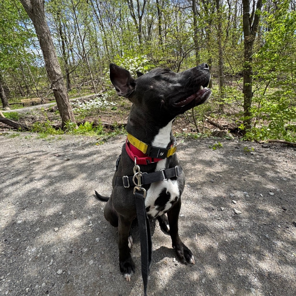 Photo of Witch Hazel 24