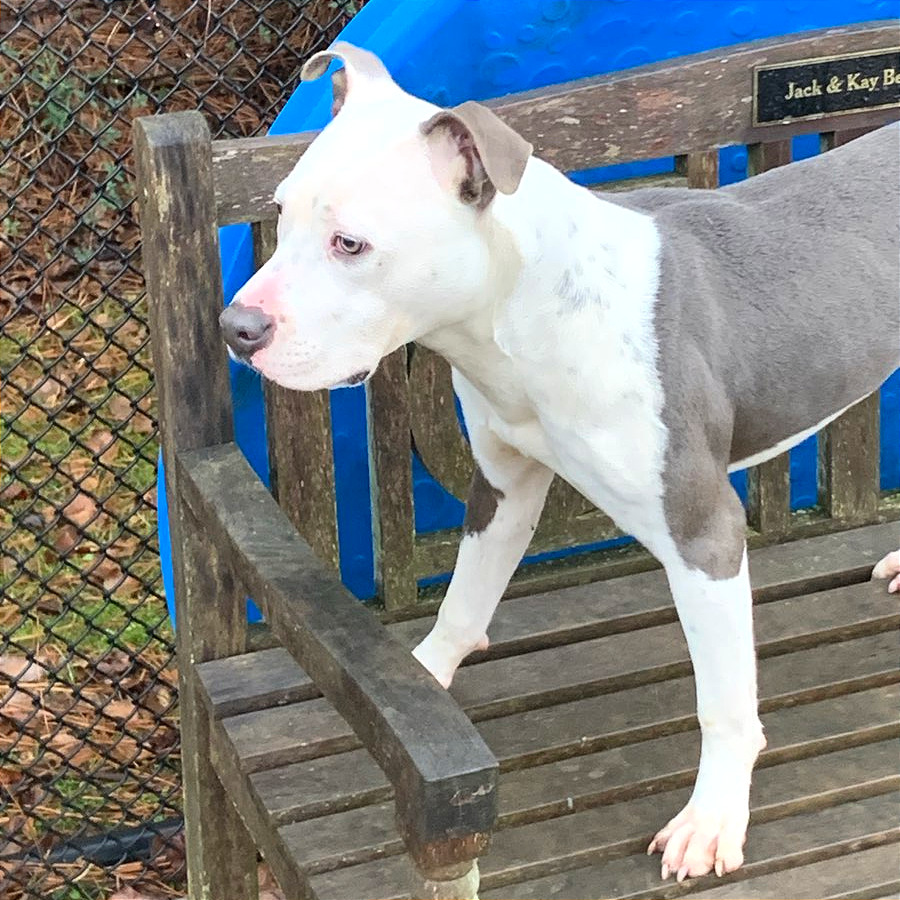 Pulled Pork Sammich — thumbnail 10