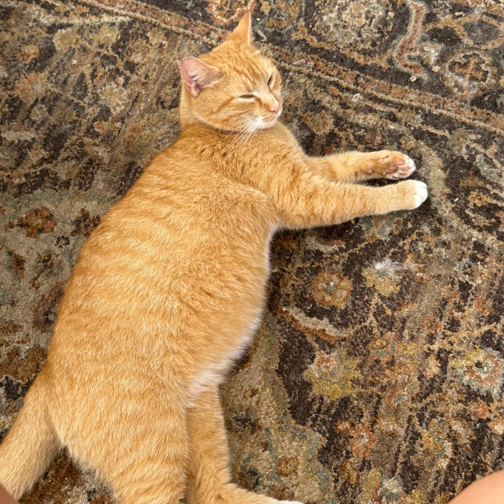 ABBI - Domestic Shorthair available for adoption