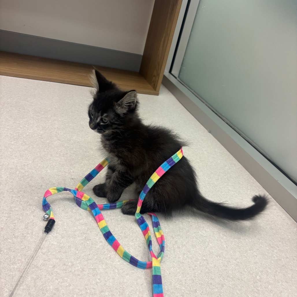 Pippen - Domestic Medium Hair