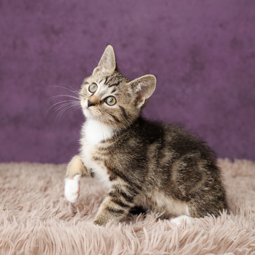 Quincy Cat, photo 3