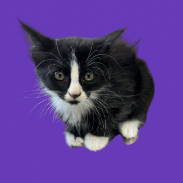 Tusc Stray 82403 2 3 4