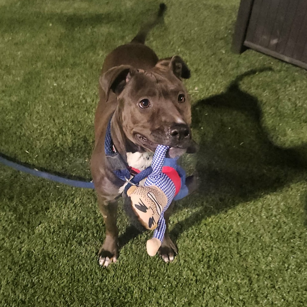 Bunbun — thumbnail 4