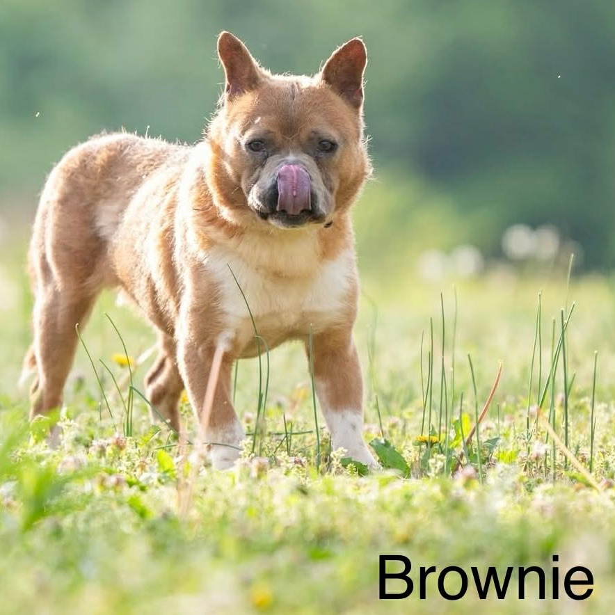 Brownie, photo 2