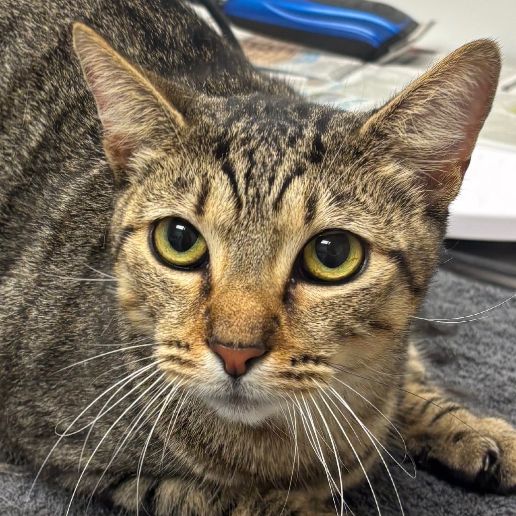 PIPER - Domestic Shorthair for adoption in Jacksonville