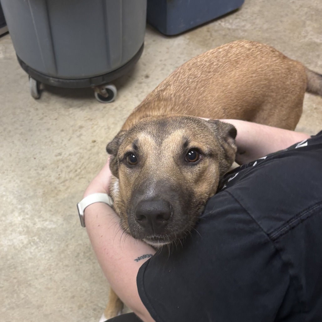 Roscoe- 092311U, photo 2