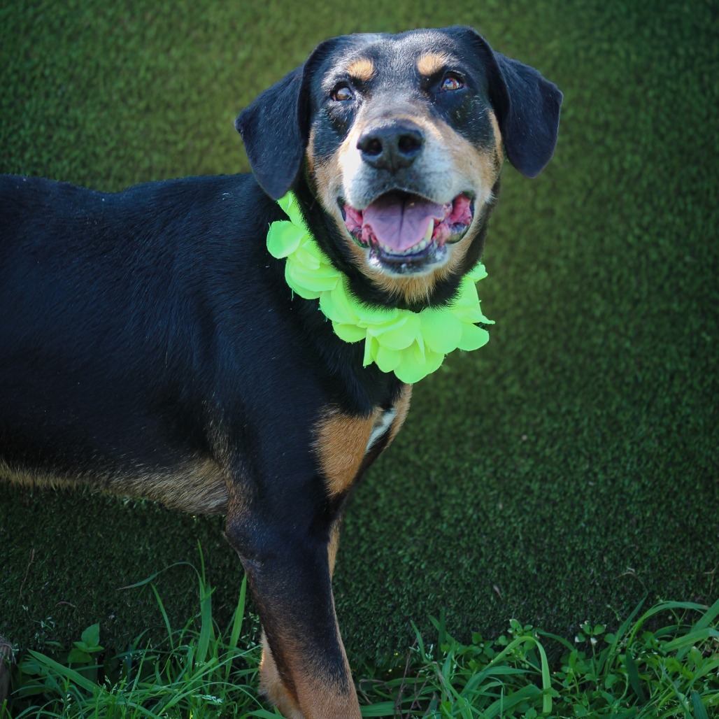 Festus , an adoptable dog at SPCA-BC