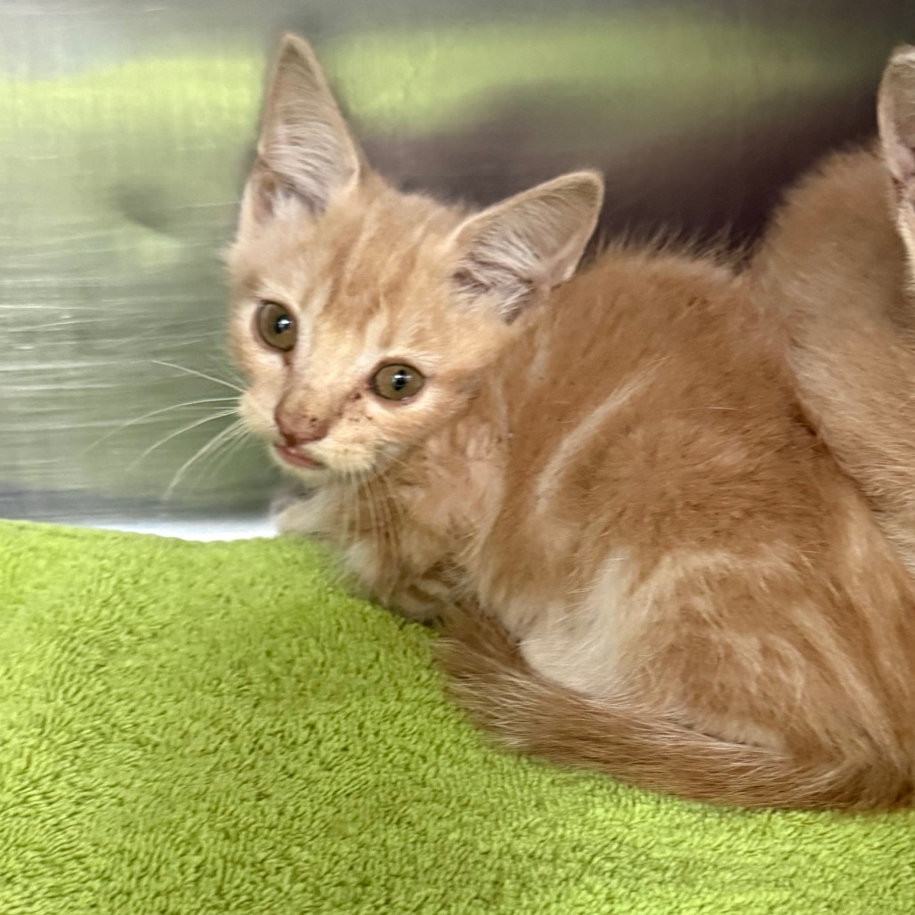 HYDRA - Domestic Shorthair available for adoption