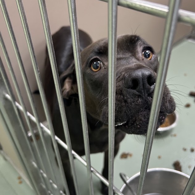 Willow — thumbnail 2