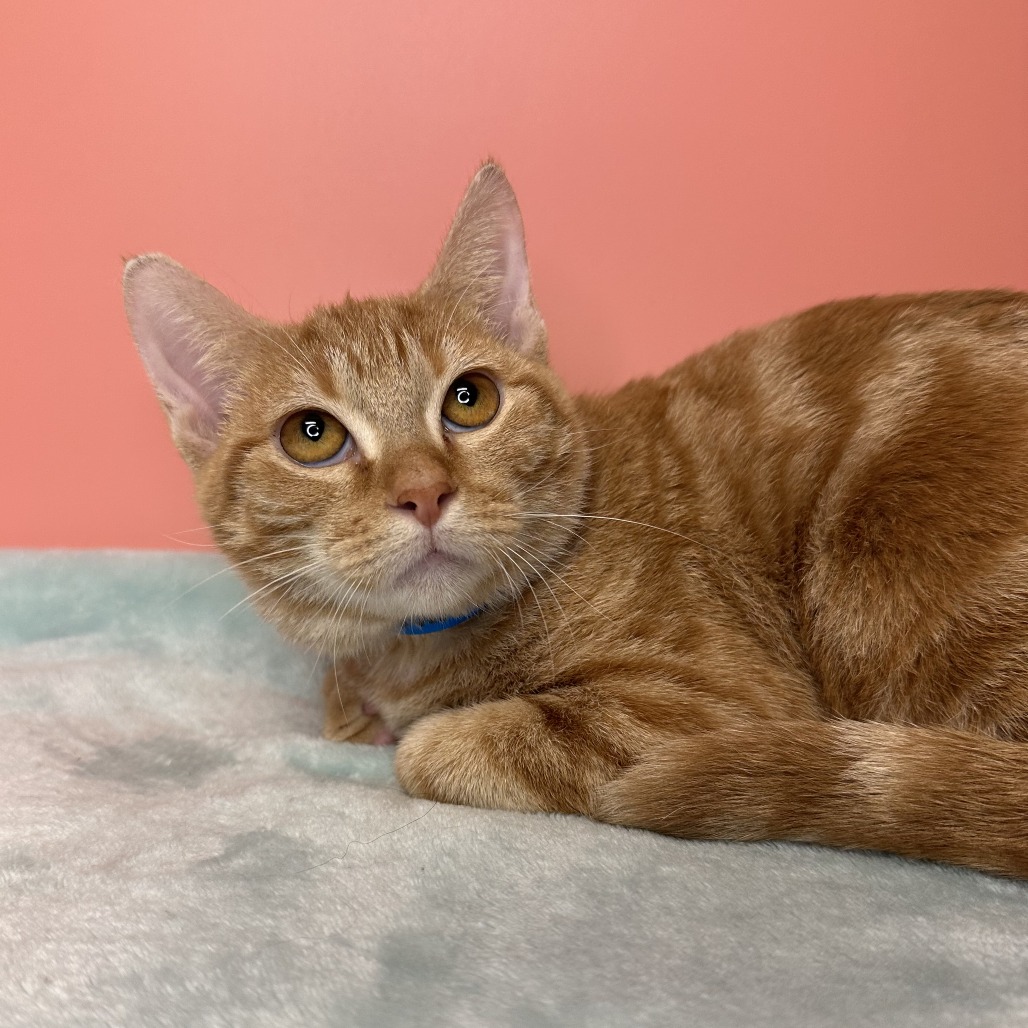 CIRCUS PEANUT - Domestic Shorthair available for adoption