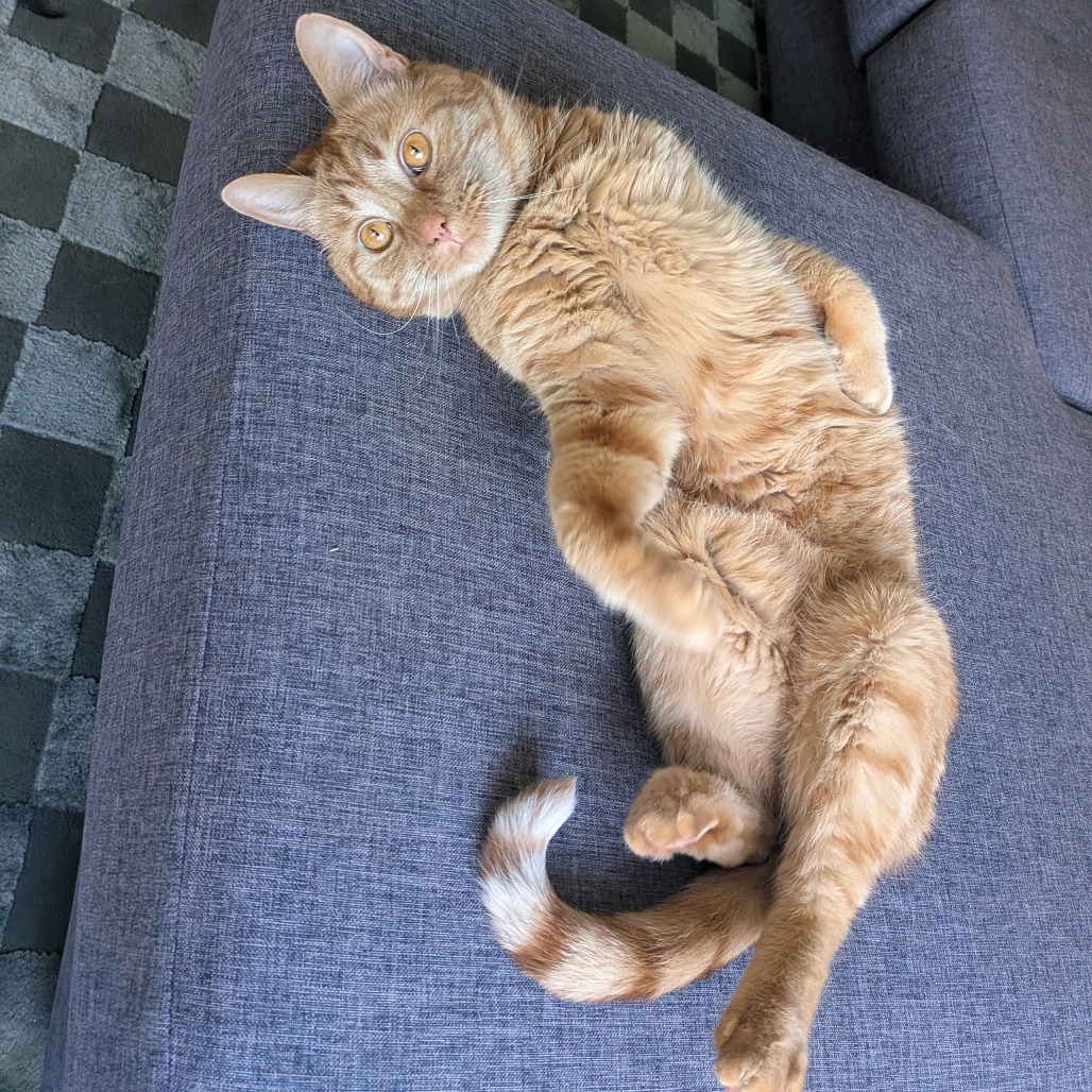 FRODO - Domestic Shorthair available for adoption