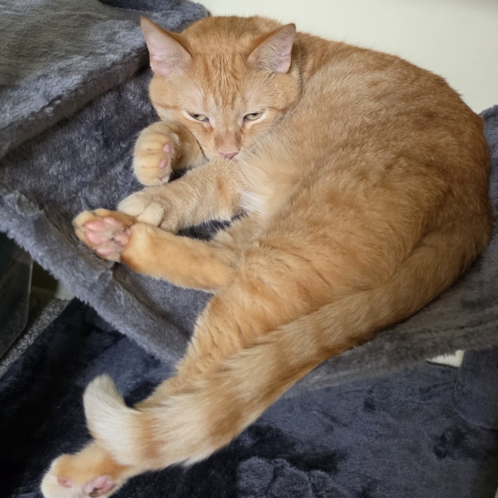 BRAHM - Domestic Shorthair available for adoption