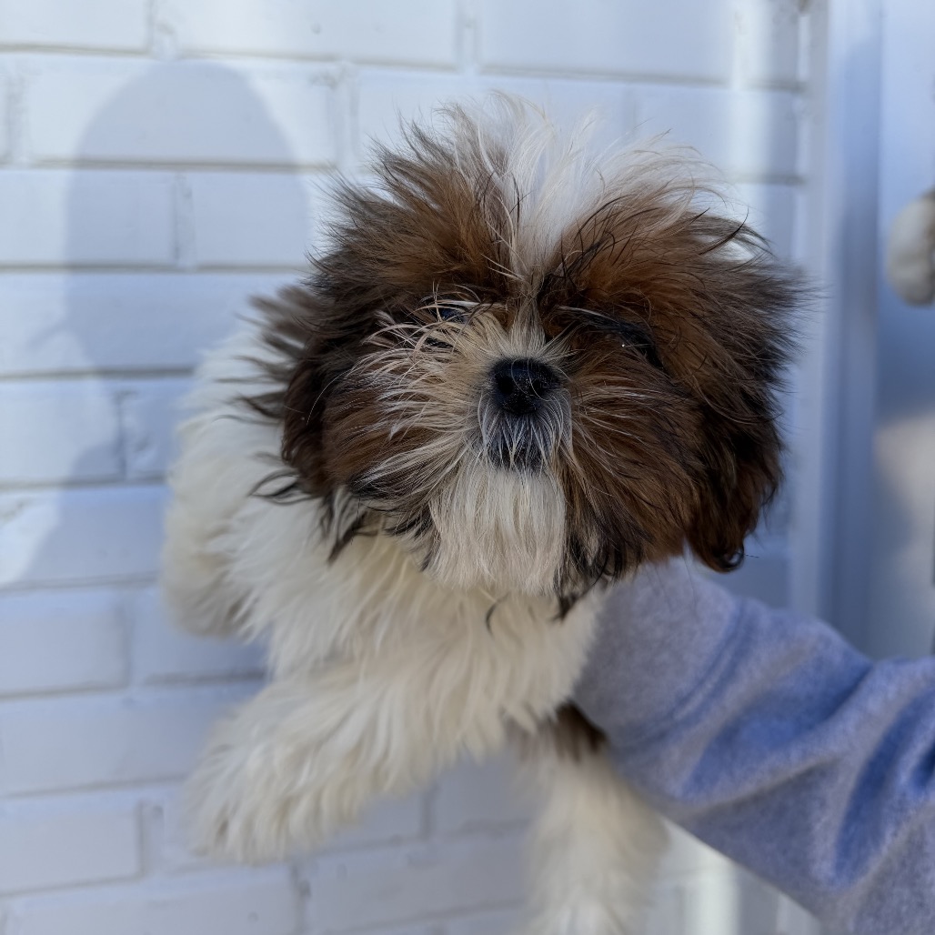 Shih Tzu