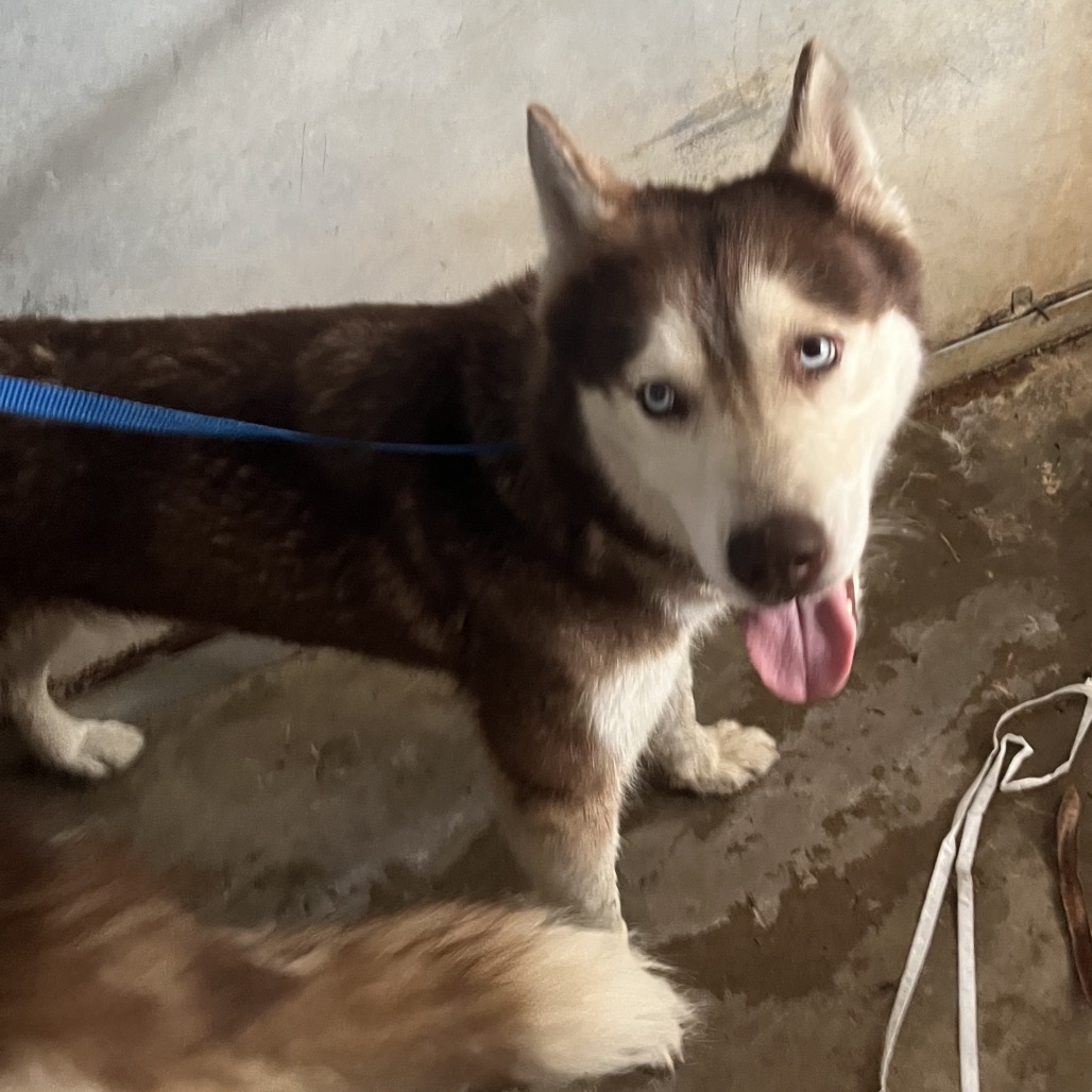 ATHENA - Husky available for adoption