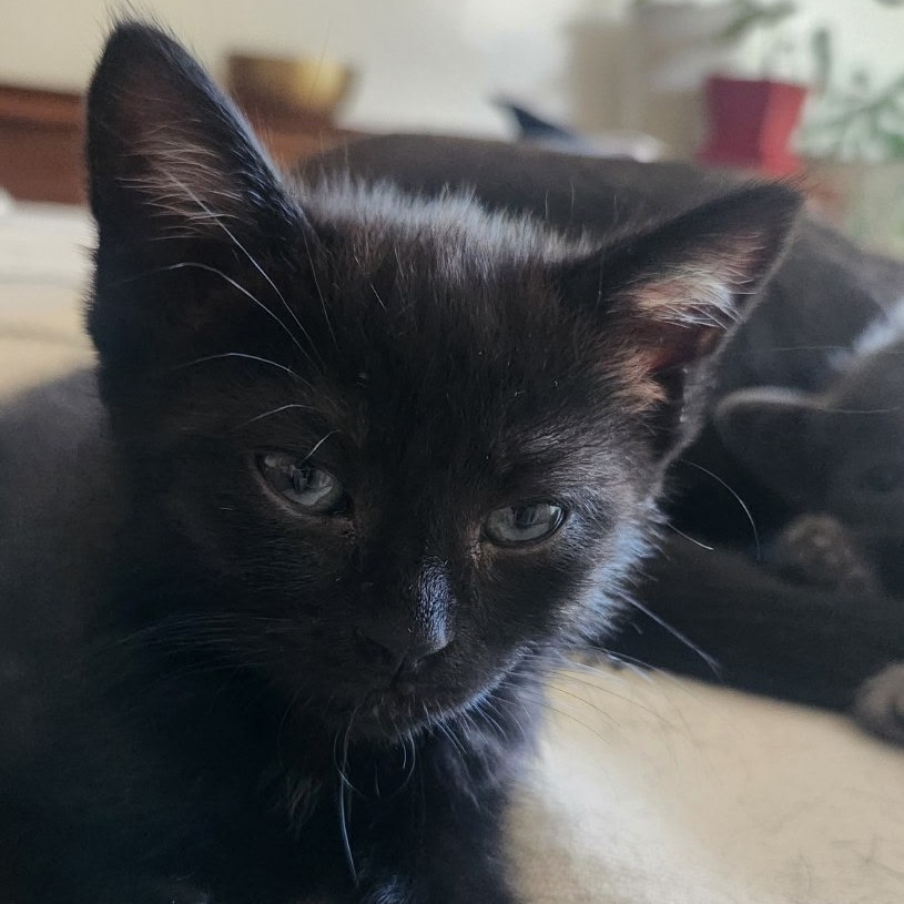 Oreo