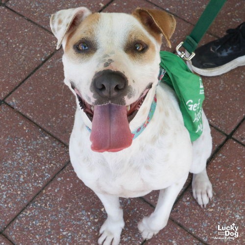 LILITH - Hound / Mix available for adoption