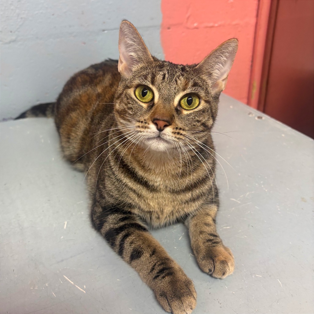 MARINA - Domestic Shorthair available for adoption