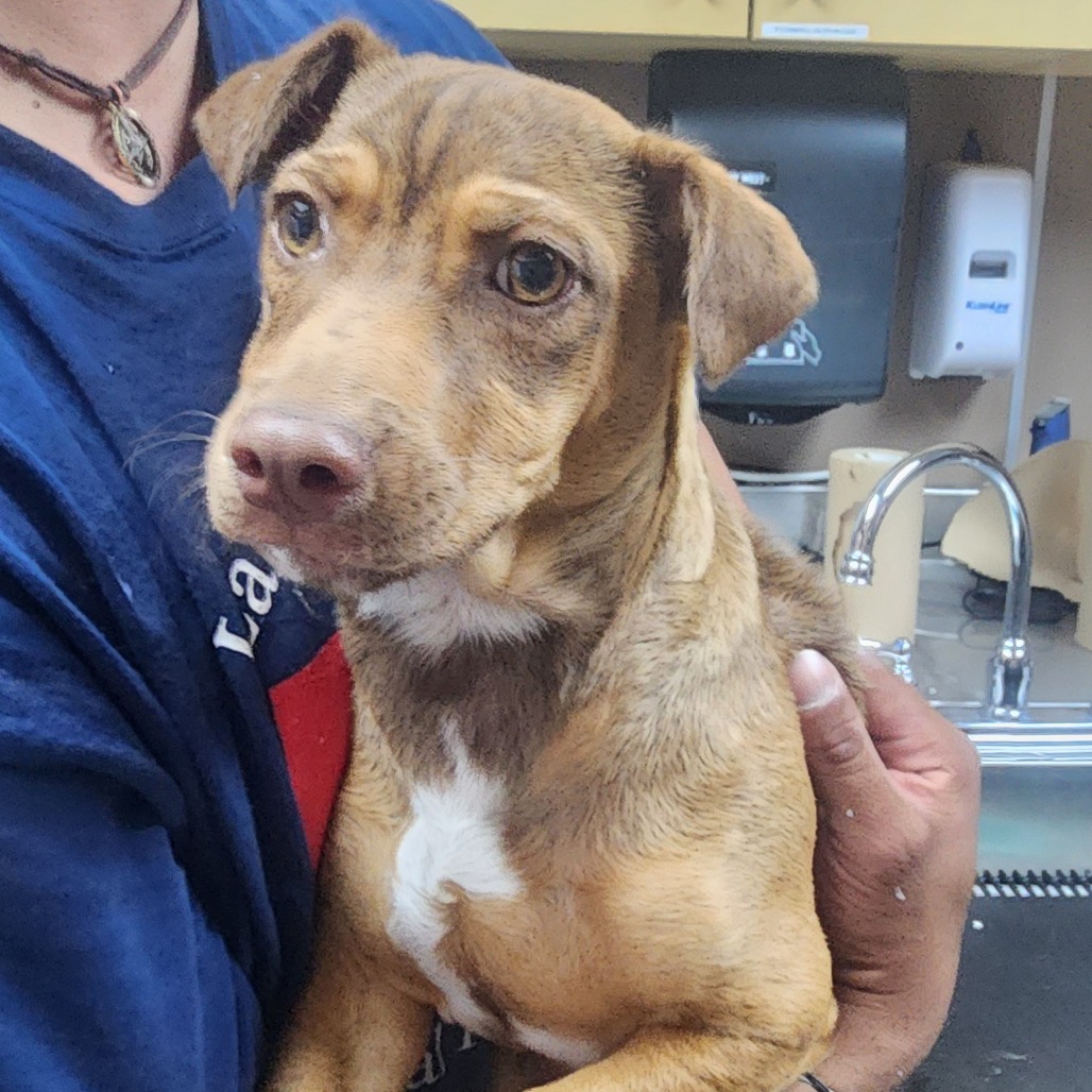 Kennel#27a's preview photo