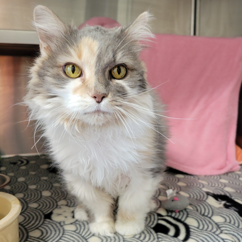Miss Kitty, photo 2